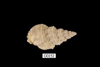 藏品(木賊峨螺)的圖片